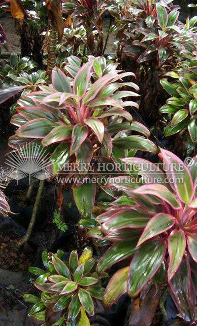 Cordyline compacta pink